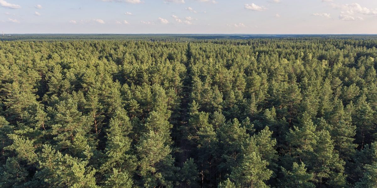 Why Is An Oregon-Based Group Attacking North Carolina’s Forest Products Industry?