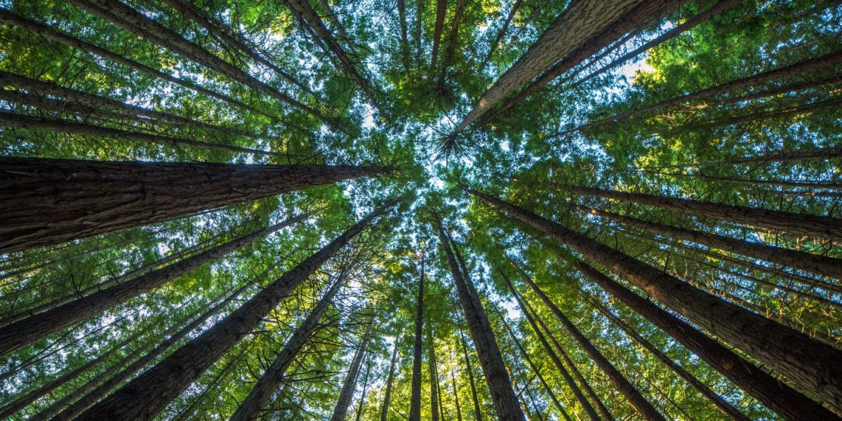 Ember Report Ignores Scientific Consensus On Wood Bioenergy’s Carbon Benefits In The UK