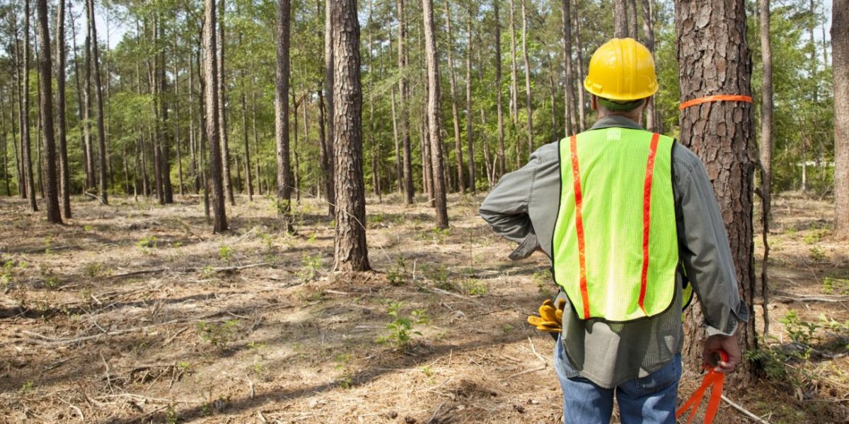 Report: Forestry Grows Jobs and Forests In North Carolina
