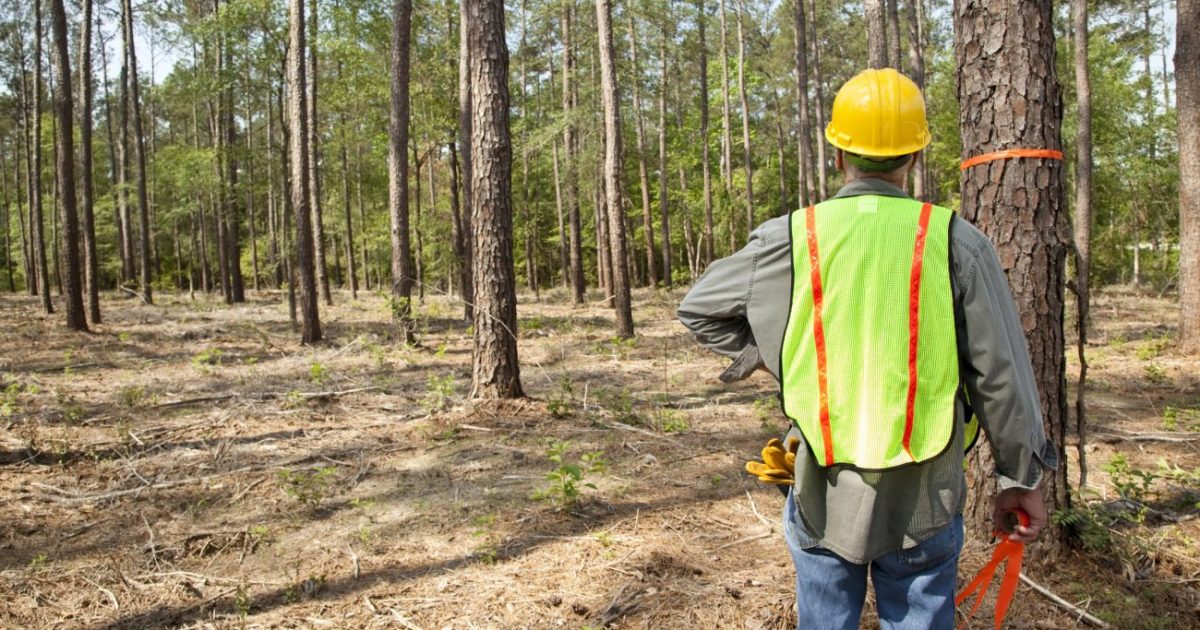 Report Forestry Grows Jobs and Forests In North Carolina Future