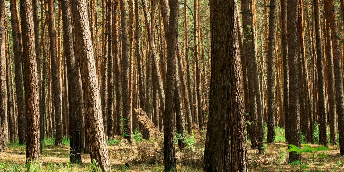 NC State Professors Affirm Environmental Credentials of Wood Bioenergy