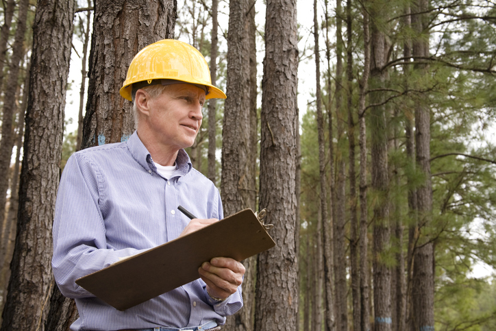 New Report From The Netherlands: US Forest Growth Means Wood Bioenergy Is Sustainable